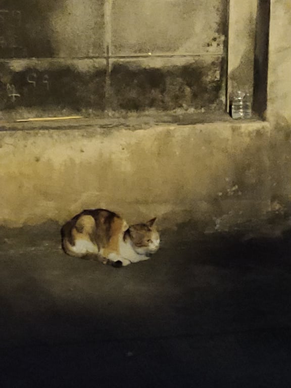 ตามหาเจ้าของแมว แมวสีขาวมีลายสามสี ไม่ทราบเพศ เจอน้องนอนอยู่ในซอยอินทามระ41 ค่ะ นอนที่เดิมประมาณ5วันแล้ว