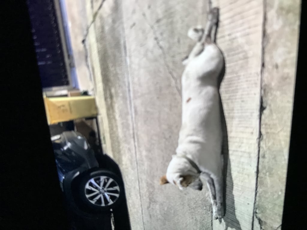 ตามหาเจ้าของหมา 