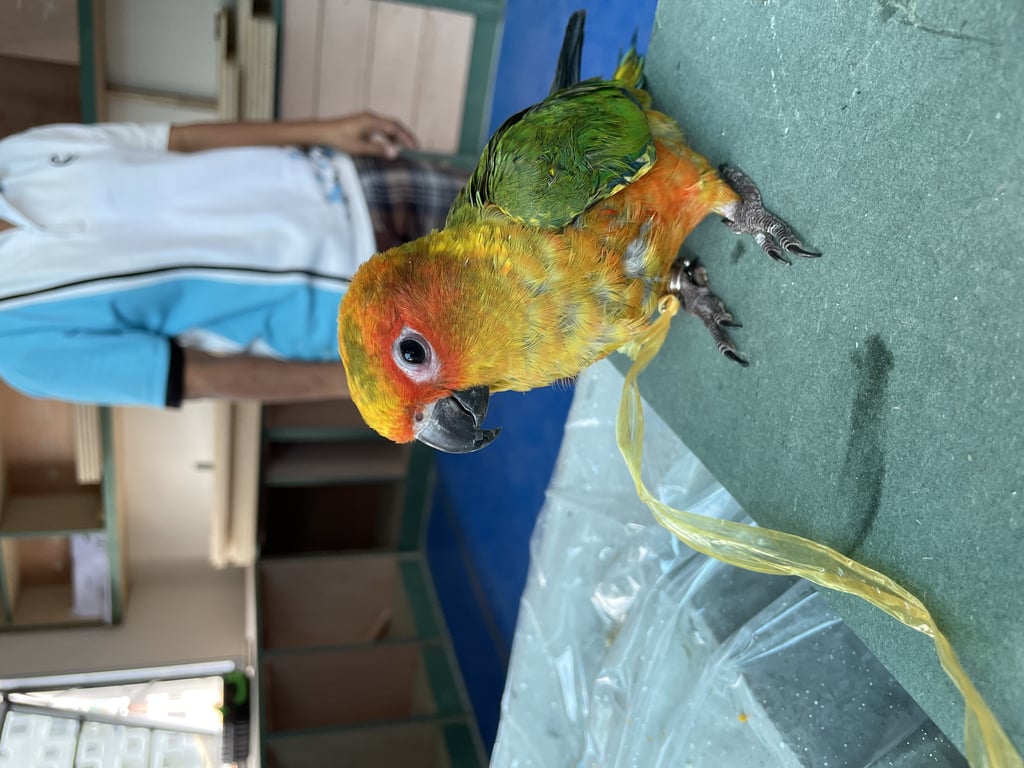 ตามหาเจ้าของนก นกขนาดเล็ก ตัวประมาณฝ่ามือ มีห่วงเงินที่ขาข้างขวา