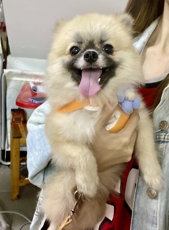 ตามหาเจ้าของหมา พบตรงสามเหลี่ยมดินแดง อุนสาวีรีย์ดินแดง