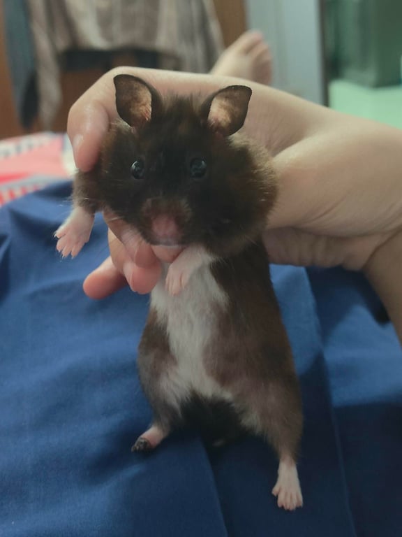ซีซ่า