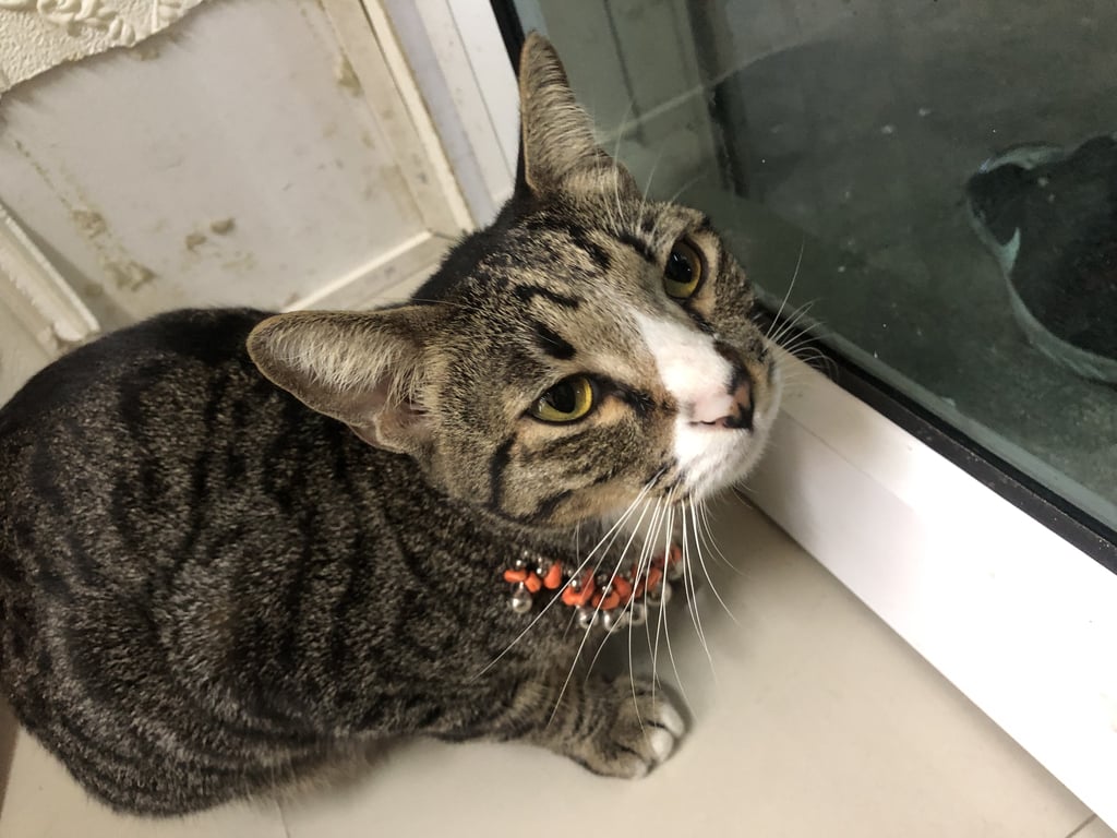 ตามหาเจ้าของแมว ตามหาเจ้าของค่ะ น้องหลงมาช่วงปลายเดือนตุลาคมค่ะ น้องเพศเมีย ตอนนี้ซื้ออาหารให้น้องกินอยู่ค่ะ น้องอยู่ที่ร้านตลอด น้องขี้ระแวง ค่อนข้างดุ อาจจะเพราะกลัวด้วย  เราจะย้ายร้านแล้ว กลัวน้องไม่มีคนคอยให้อาหาร สงสารน้องค่ะ 
พิกัด ซอยรามอินทรา 40 
#กระดิ่งน้องใส่ติดตัวมาแต่แรกค่ะ