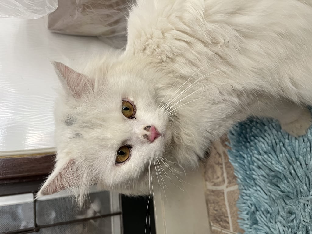 ตามหาเจ้าของแมว 