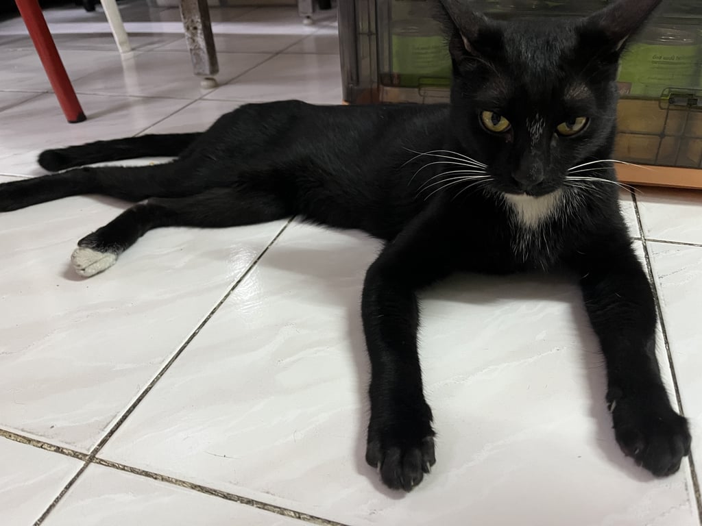 ตามหาเจ้าของแมว มีแถบสีขาวที่คอ และปลายขาหลังด้านซ้าย