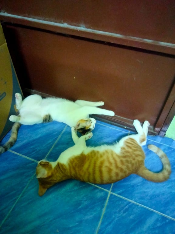 ถุงทอง