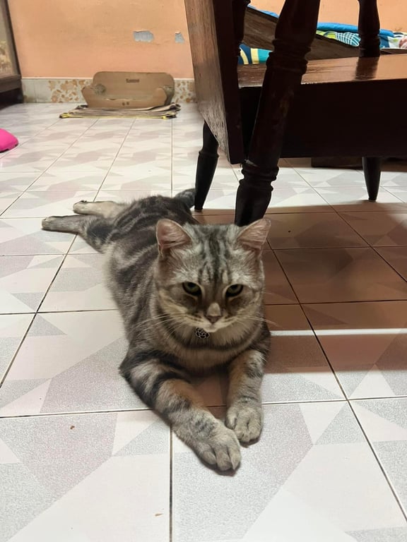 ชานม