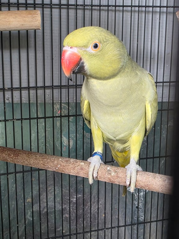 ฟีฟ่า