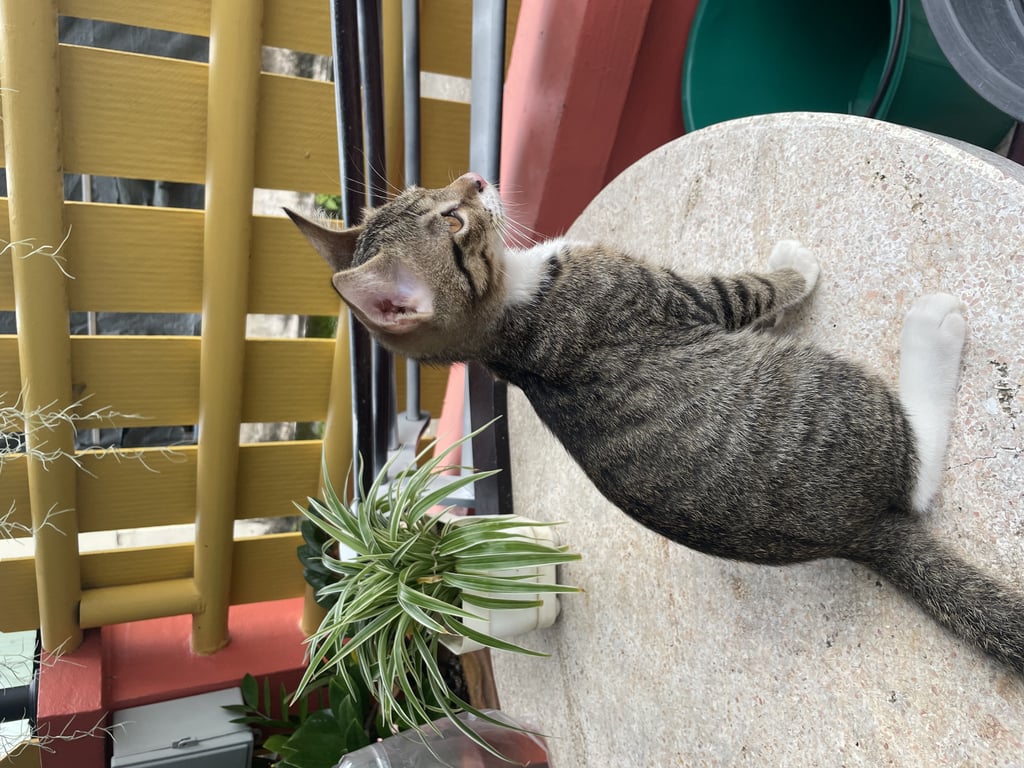 ตามหาเจ้าของแมว น้องน่ารักติดคน ขอดูรูปเพิ่มเติมได้ที่ line:Nuttary