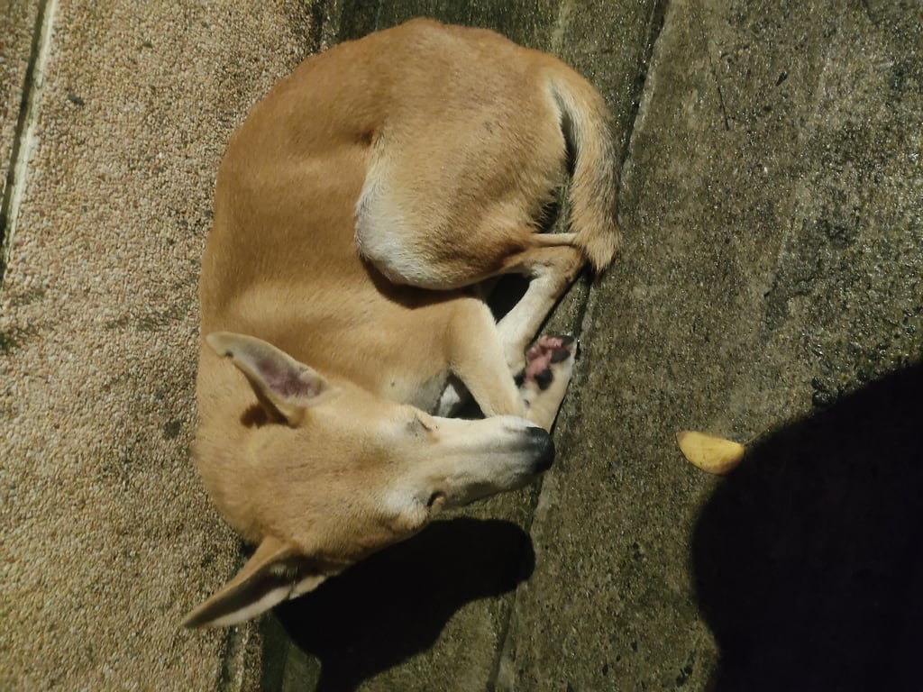 ตามหาเจ้าของหมา เป็นมิตร