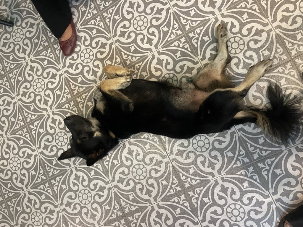 ตามหาเจ้าของหมา 