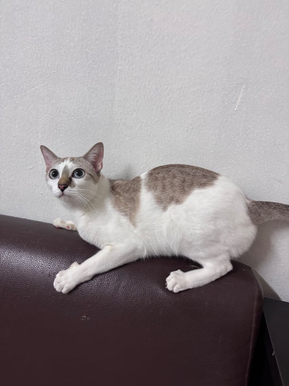 ไซคี