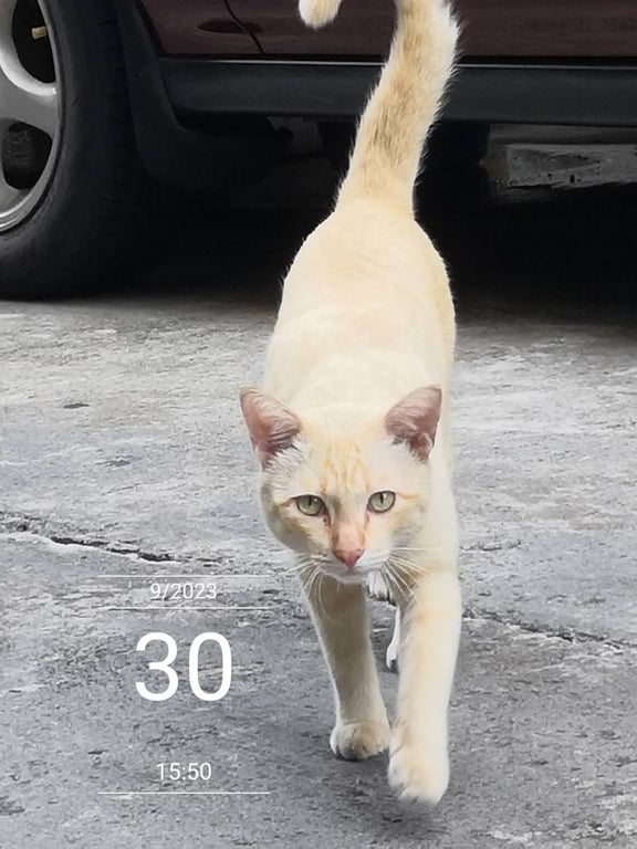 ตามหาเจ้าของแมว เพศผู้หาตรงน้ำหนัก4-5กก เนื้อตัวสะอาด