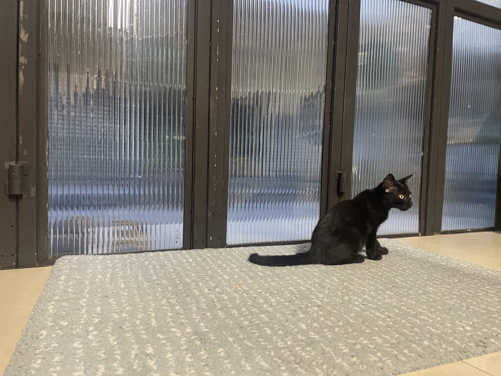 ตามหาเจ้าของแมว ลูกแมวจรพีนธุ์ไทยสีดำล้วน หางยาวสวย ขนนุ่มสวย อายุประมาณ 3 - 4 เดือน น้องน่ารักมากๆ ไม่กลัวคนเลย