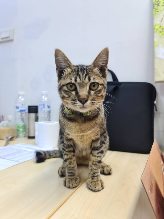 ตามหาเจ้าของแมว 