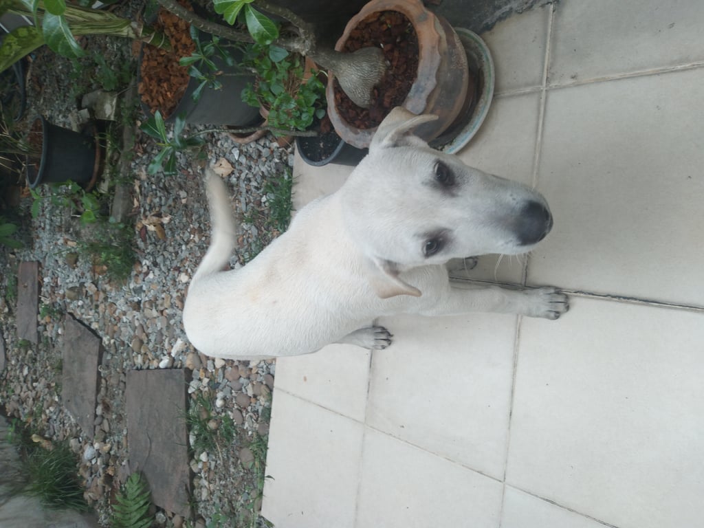 ตามหาเจ้าของหมา ประกาศหาบ้านให้น้องหมาพันธุ์ไทยเพศผู้ อายุประมาณ 4 เดือน พอดีมีคนมาทิ้งที่หน้าหมู่บ้านเพลินวิวทิวเขา อำเภอศรีราชา ตำบลสุรศักดิ์จังหวัดชลบุรี ถนนเขาน้ำซับ -9 กิโล น้องน่ารักขี้เล่นไม่ดุครับ