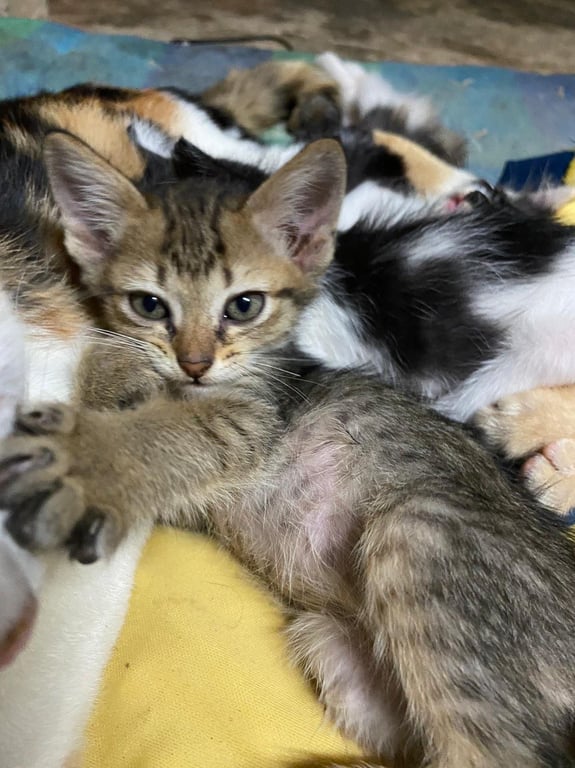 ตามหาเจ้าของแมว อายุ2เดือน12วัน
เข้ากระบะทราย/กินอาหารเม็ดได้แล้วค่ะ