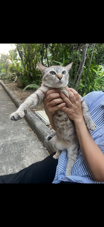 เหมียว