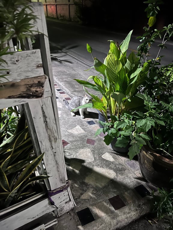 ตามหาเจ้าของแมว แมว