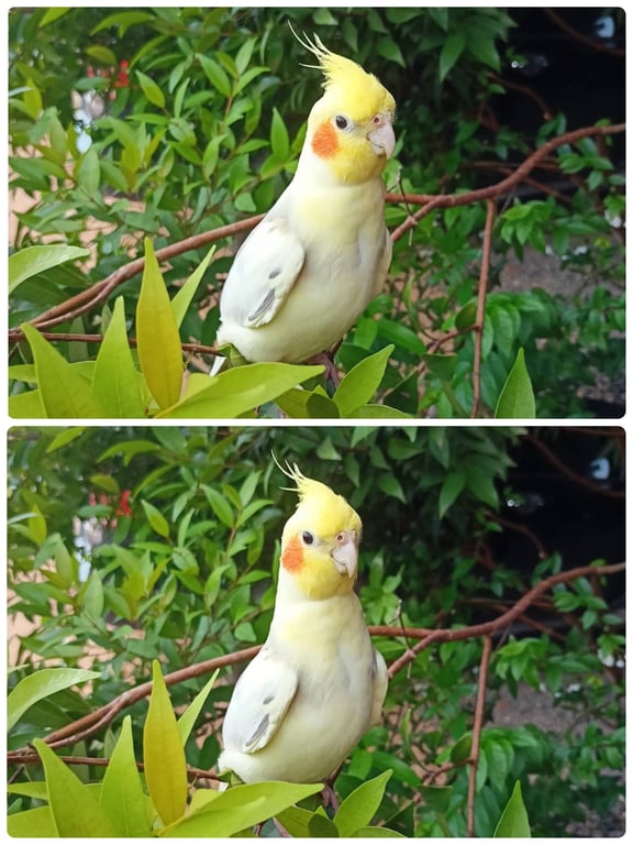 กุ๊กกิ๊ก