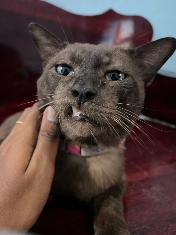 ชาเำ