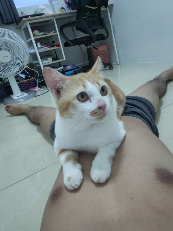 เต้าฮวย