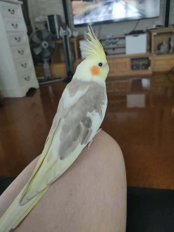 ยูโร่