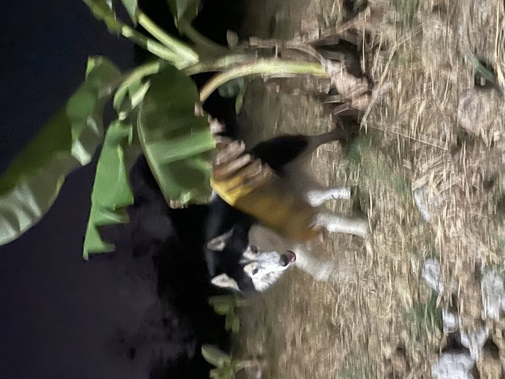 ตามหาเจ้าของหมา น้องหมาไซบีเรียโตแล้ว