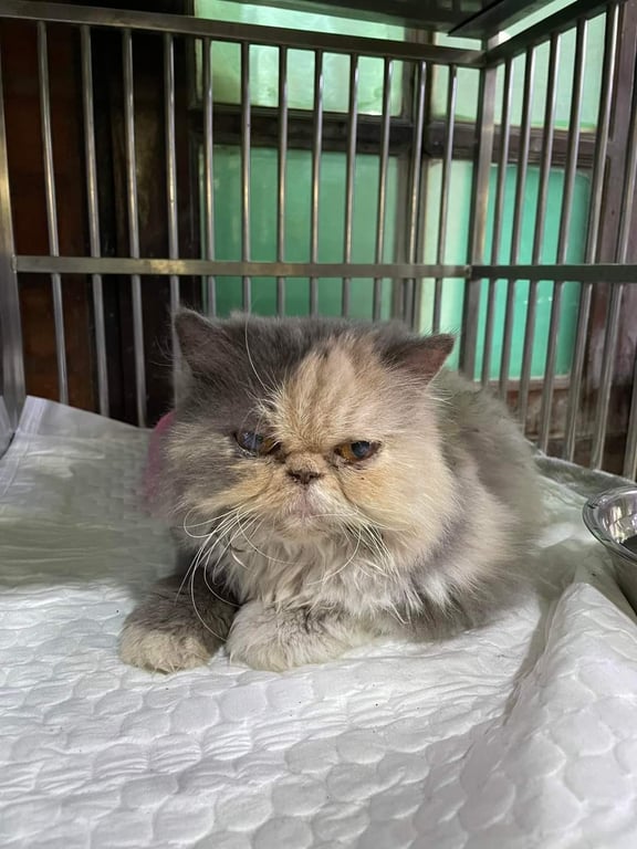 ตามหาเจ้าของแมว 