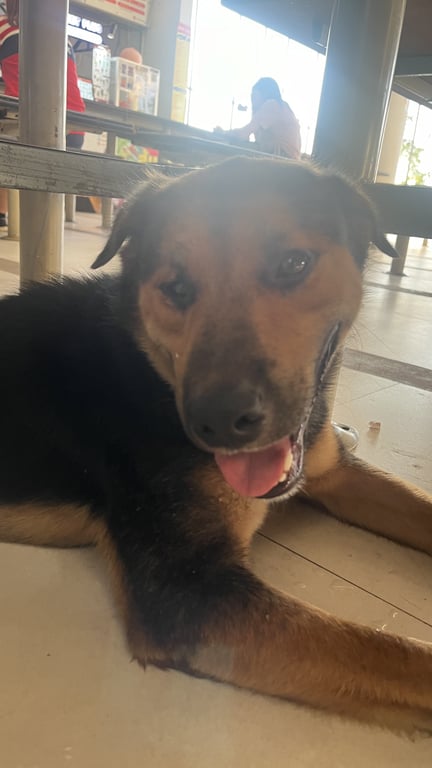 ตามหาเจ้าของหมา คุ้นคนมาก ตาขวาเป็นต้อ ขนอุ้งเท้าตัดเรียบร้อย ขนสะอาด ตัวไม่เหม็น ฟันขาวไม่มีหินปูน มีเจ้าของแน่ๆค่ะ🥺✨