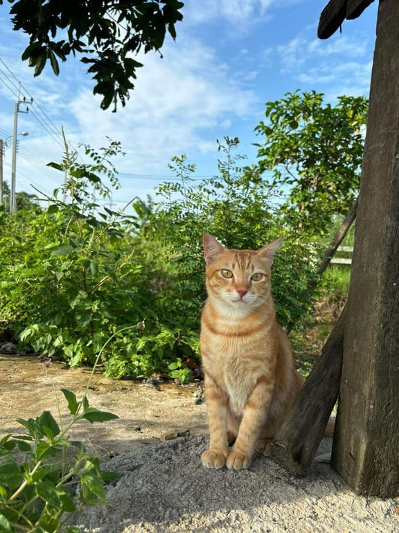 นำโชค