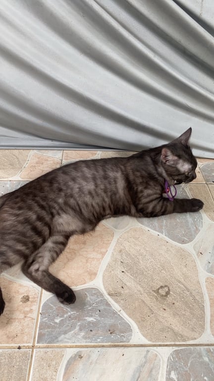 ตามหาเจ้าของแมว พันธุ์ผสม อายุน่าจะไม่ถึง 1 ปี กำลังติดสัตว์
ลาย ออกสลิตสีดำ