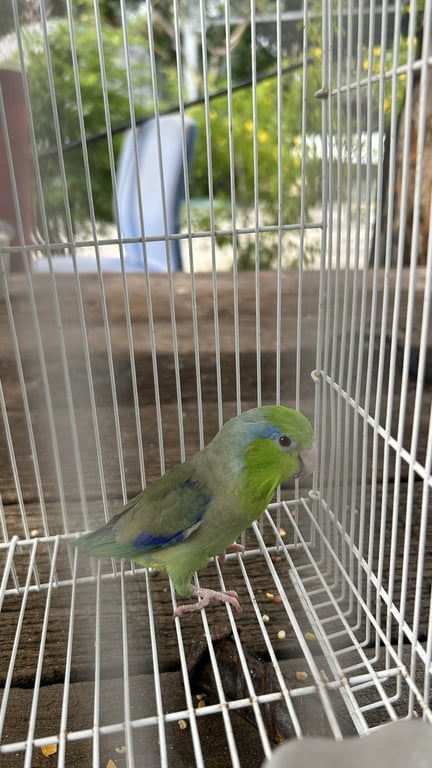 ตามหาเจ้าของนก 