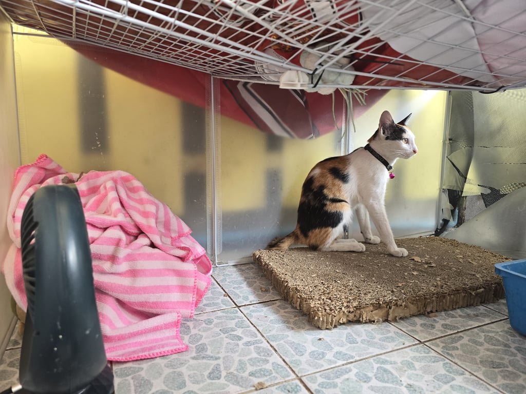 ตามหาเจ้าของแมว อายุประมาณ 5-6 เดือน