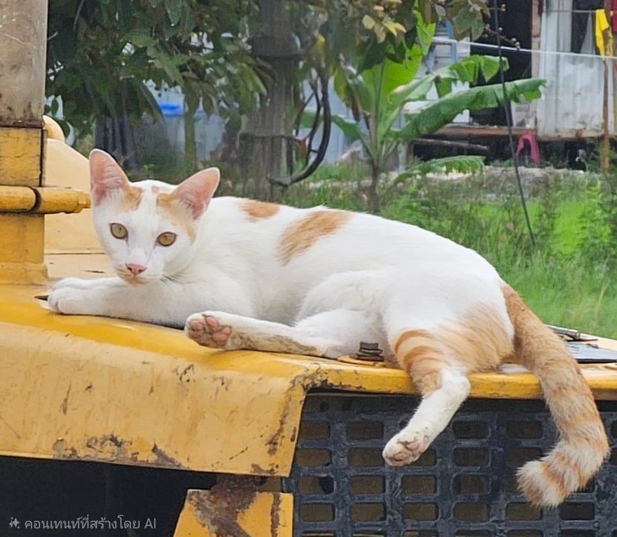 เสือ