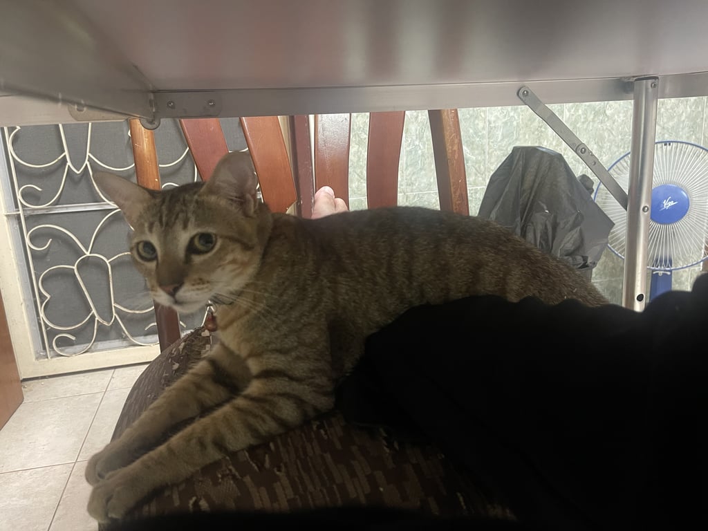 ตามหาเจ้าของแมว ลายสลิดสีเทา ส้มๆ หางกวัก