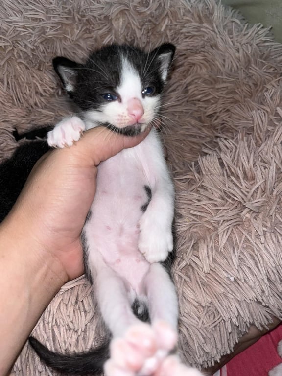 ตามหาเจ้าของแมว 