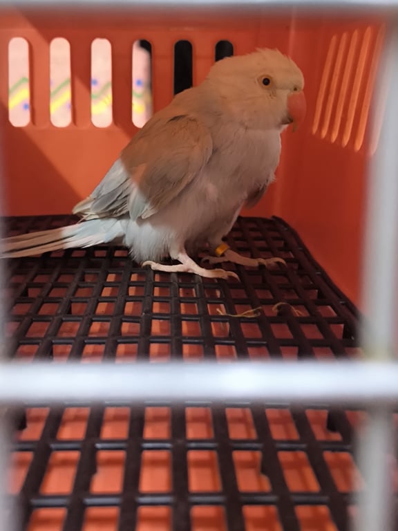 ตามหาเจ้าของนก 