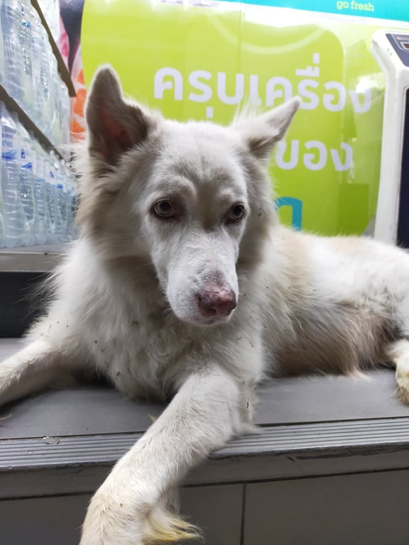 ตามหาเจ้าของหมา สีขาวมีสีครีมผสม ตาสีเหลืองอมขาว