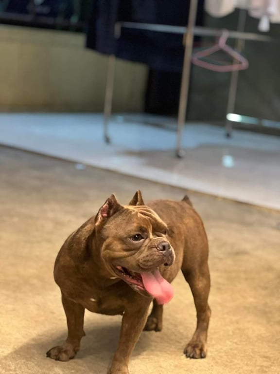 ตามหาเจ้าของหมา 