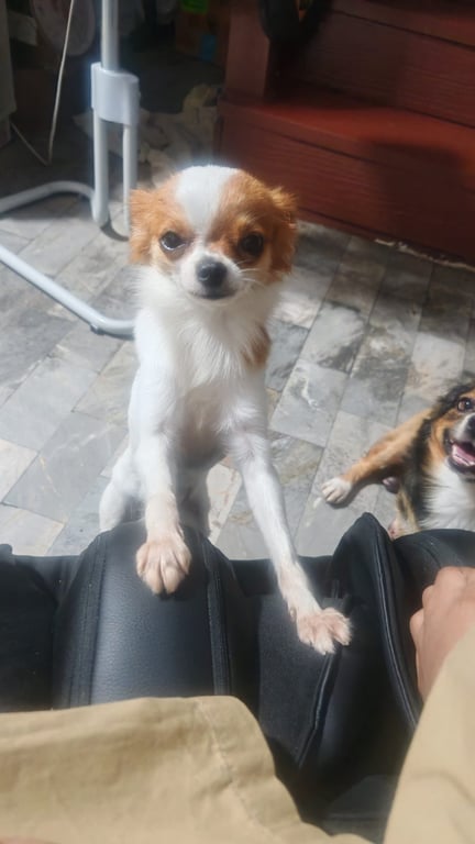 มีมี่