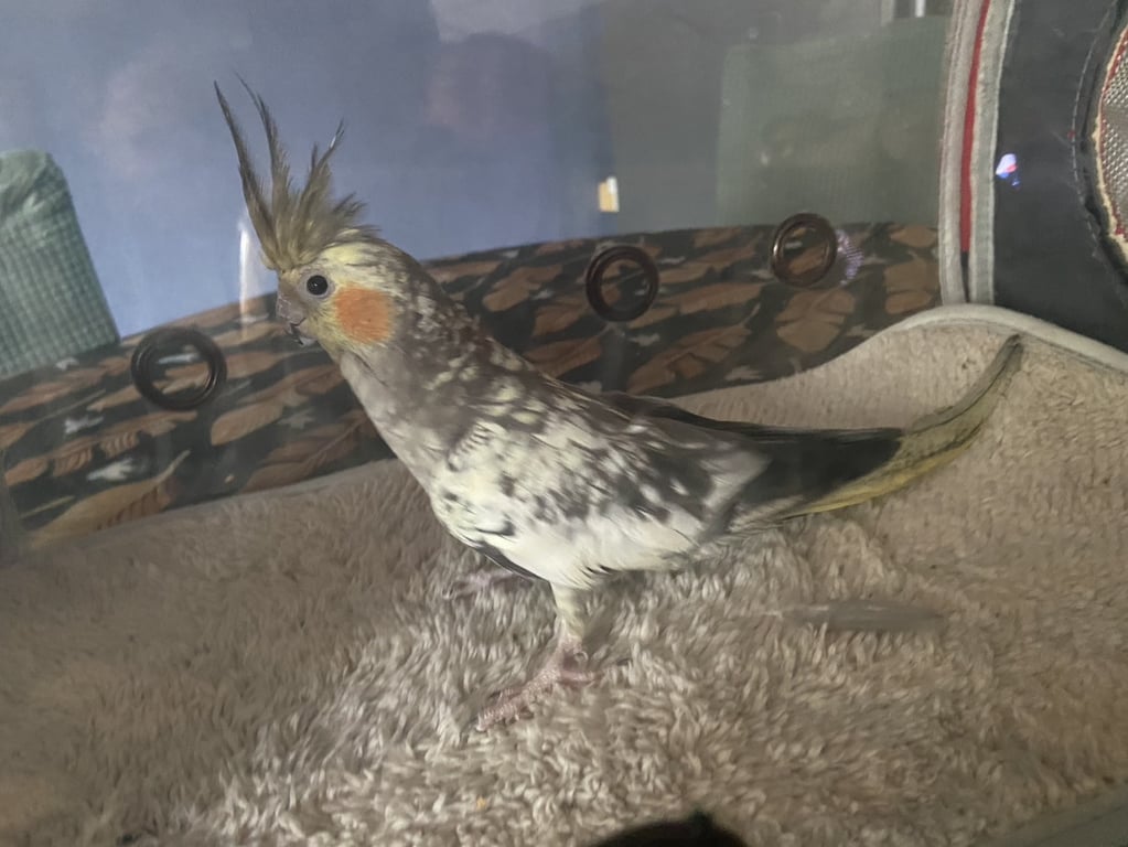 ตามหาเจ้าของนก 