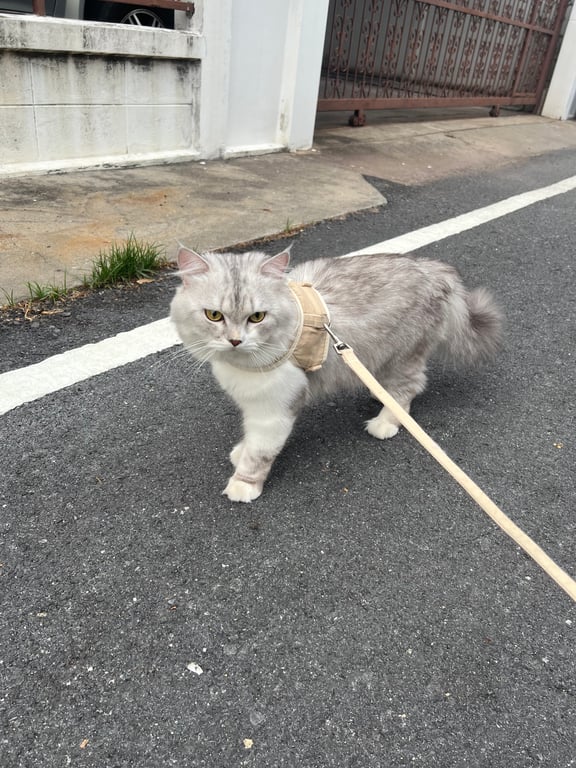คูเปอร์