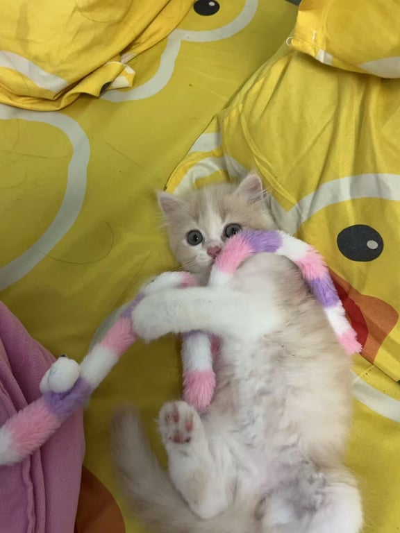 แคนดี้