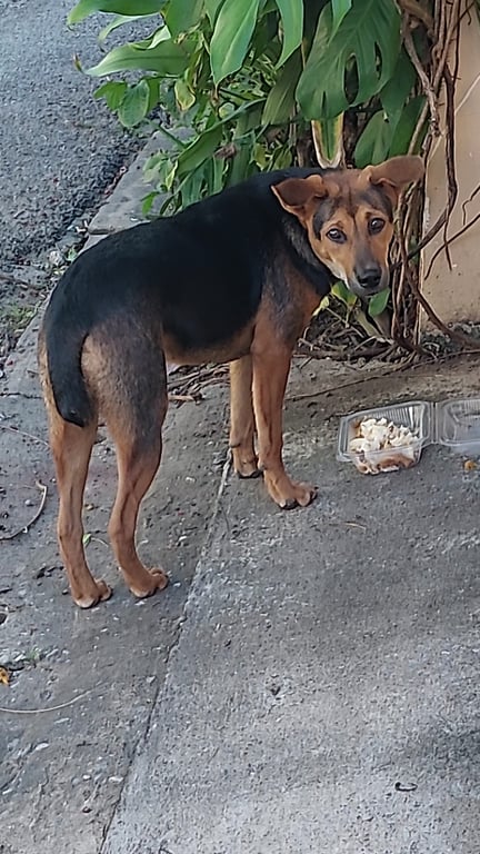 ตามหาเจ้าของหมา น้องมาจากไหนไม่รู้ โผล่มาในซอยที่บ้านประมาณกลางเดือนตุลาคม 66 ดูยังอายุน้อยและเชื่อง คุ้นเคยกับคน น่าจะหลงมาจากไหนสักแห่ง น้องตาแป๋วมาก ดูฉลาด ขี้อ้อน อยากให้เจอเจ้าของไวๆ น่ารักขนาดนี้ เจ้าของคงคิดถึงแย่แล้ว