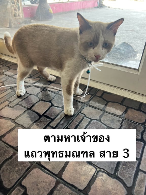 ตามหาเจ้าของแมว แมวเพศผู้หลงมาแถววัดโกมุทพุทธรังสี ถนนพุทธมณฑล สาย 3