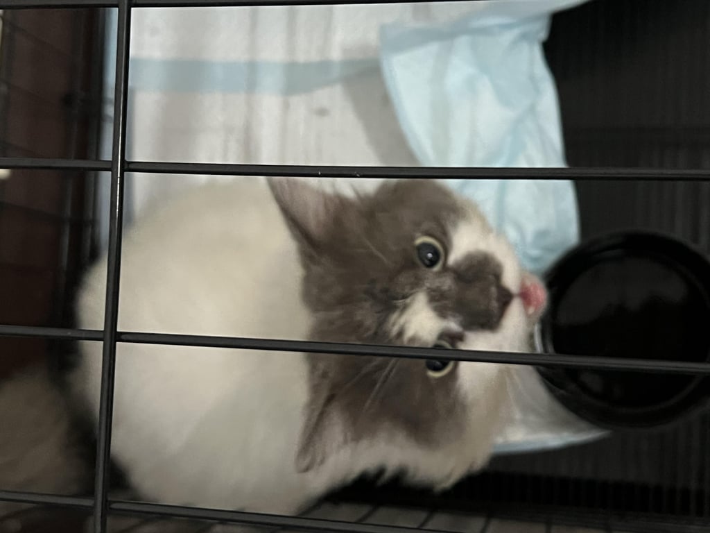 ตามหาเจ้าของแมว หน้าเหวี่ยง หน้าเทา หางเทา ตัวขาว พาน้องไปรักษาแล้ว เป็นเชื้อรา ผู้จับไม่สามารถเลี้ยงน้องรอได้ เพราะมีแมวหลายตัวและไม่เคยเลี้ยงเปอร์เซีย ถ้าน้องดีขึ้นยังไม่พบเจ้าของ จะของส่งน้องต่อให้บ้านใหม่ที่พร้อมดูแลน้องค่ะ