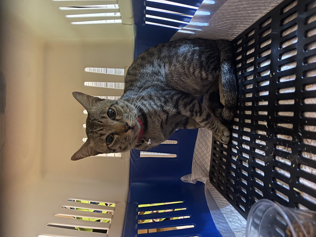 ตามหาเจ้าของแมว ตื่นคนขี้กลัวมาก