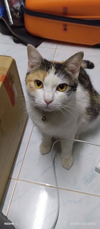 จูดี้