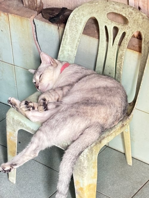 กระพวน