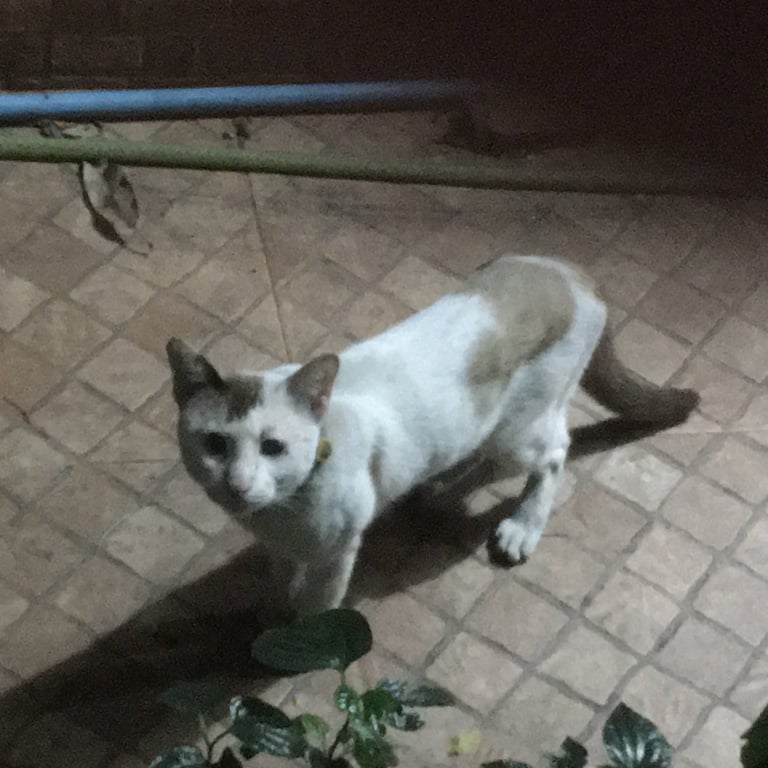 ตามหาเจ้าของแมว น้องยังไม่ยอมให้เข้าใกล้ แต่จากการสังเกตุ
น่าจะเพศผู้
สวมปลอกคอ
สีขาวหรือนวล แต้มน้ำตาลหรือเทา